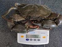 در حوزه آبهای ساحلی چابهار Mud crab صید گونه مهم اکولوژیکی خرچنگ