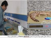 اولین گزارش از مشاهده حضور میگوی کروما ( ژاپنی) با نام علمی Penaeus japenicus در سواحل مکران_ بیردف