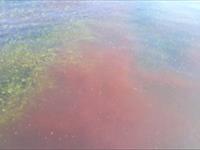 مشاهده پدیده کشند قرمز در آبهای ساحلی دریای عمان-چابهار